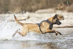 Curli - Harnais Belka Air-Mesh En Noir Pour Chiens - S 10 Curli - Harnais Belka Air-Mesh En Noir Pour Chiens - S -Magasin De Fournitures Pour Chiens De Compagnie 17320