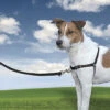 PetSafe - Harnais Easy Walk Pour Chien 1 PetSafe - Harnais Easy Walk Pour Chien -Magasin De Fournitures Pour Chiens De Compagnie 2276