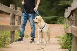 Rogz - Laisse Control Lead Anti-choc Pour Chien - Noir -Magasin De Fournitures Pour Chiens De Compagnie 25866