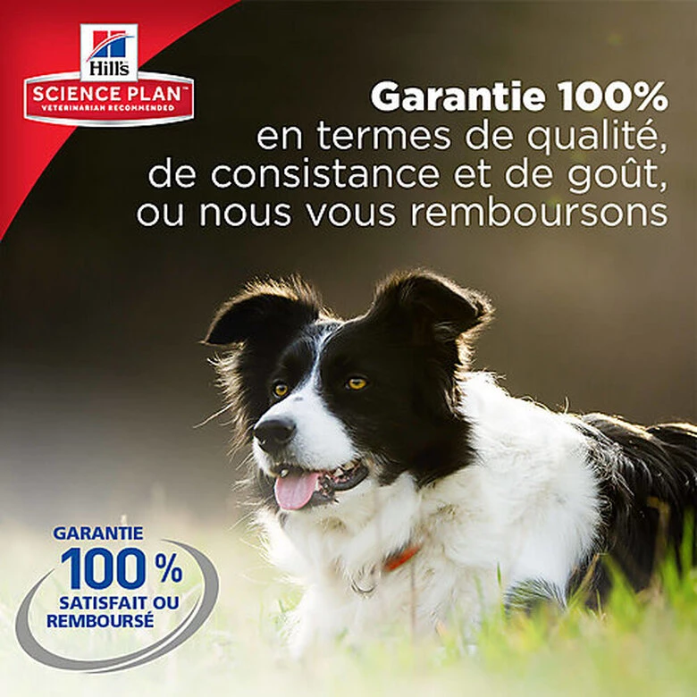 Hill's Science Plan - Croquettes Light Au Poulet Pour Chien Sénior De Petite Race - 2,5Kg 7 Hill's Science Plan - Croquettes Light Au Poulet Pour Chien Sénior De Petite Race - 2,5Kg – Image 5