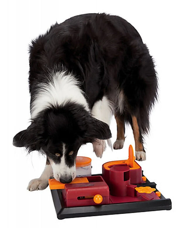 Dog Activity - Jouet Éducatif Poker Box 2 Pour Chien 6 Dog Activity - Jouet Éducatif Poker Box 2 Pour Chien – Image 4