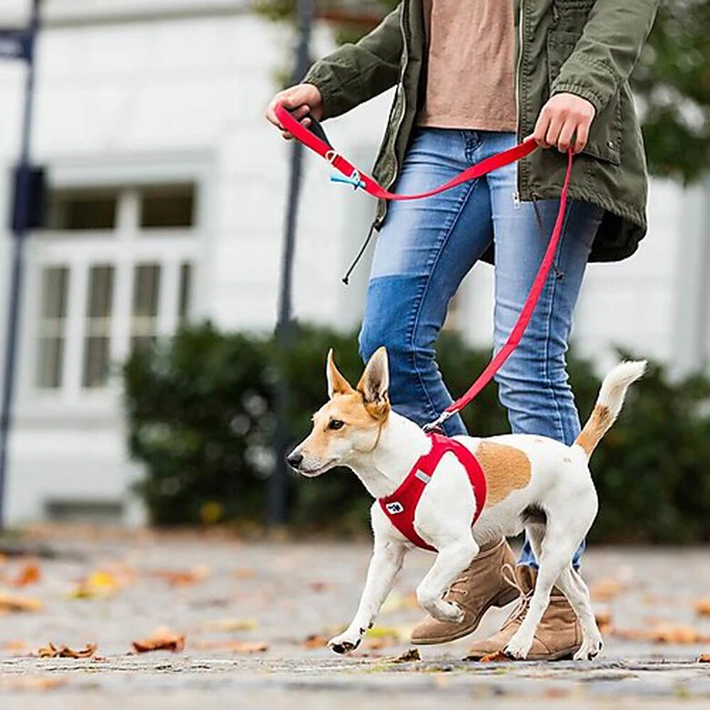 Curli - Laisse Basic En Noir Pour Chiens - L 4 Curli - Laisse Basic En Noir Pour Chiens - L – Image 2