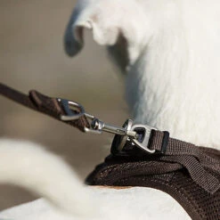 Curli - Laisse Basic En Noir Pour Chiens - L 8 Curli - Laisse Basic En Noir Pour Chiens - L -Magasin De Fournitures Pour Chiens De Compagnie 40002