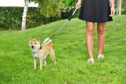 Bobby - Laisse Avec Attache Sécurité Voiture Rouge Pour Chien 9 Bobby - Laisse Avec Attache Sécurité Voiture Rouge Pour Chien -Magasin De Fournitures Pour Chiens De Compagnie 40683