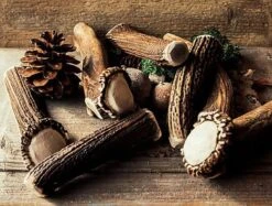 Animalis - Friandise Bois De Cerf Entier Pour Chien 9 Animalis - Friandise Bois De Cerf Entier Pour Chien -Magasin De Fournitures Pour Chiens De Compagnie 41020