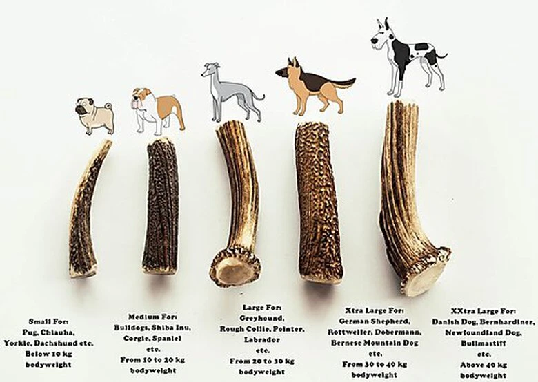 Animalis - Friandise Bois De Cerf Entier Pour Chien 5 Animalis - Friandise Bois De Cerf Entier Pour Chien – Image 3