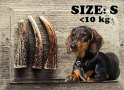 Animalis - Friandise Bois De Cerf Entier Pour Chien 7 Animalis - Friandise Bois De Cerf Entier Pour Chien -Magasin De Fournitures Pour Chiens De Compagnie 41028