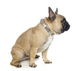 FuzzYard - Collier Go Nuts Pour Chien - L -Magasin De Fournitures Pour Chiens De Compagnie 43190