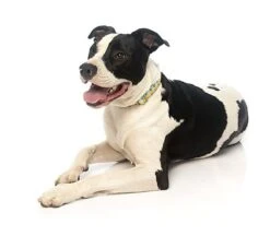 FuzzYard - Collier Piña Colada Pour Chien - M -Magasin De Fournitures Pour Chiens De Compagnie 43228