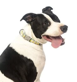 FuzzYard - Collier Piña Colada Pour Chien - M -Magasin De Fournitures Pour Chiens De Compagnie 43229