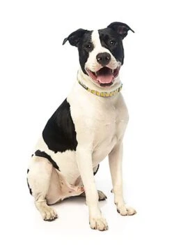 FuzzYard - Collier Piña Colada Pour Chien - M -Magasin De Fournitures Pour Chiens De Compagnie 43231