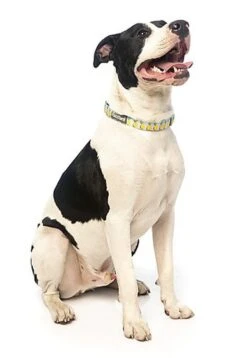 FuzzYard - Collier Piña Colada Pour Chien - M -Magasin De Fournitures Pour Chiens De Compagnie 43232