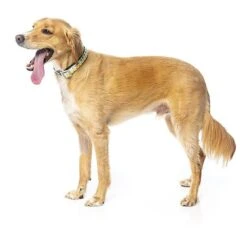 FuzzYard - Collier Piña Colada Pour Chien - M -Magasin De Fournitures Pour Chiens De Compagnie 43233