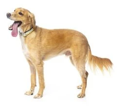 FuzzYard - Collier Piña Colada Pour Chien - M -Magasin De Fournitures Pour Chiens De Compagnie 43234