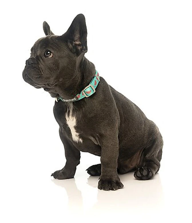 FuzzYard - Collier Summer Punch Pour Chien - L 4 FuzzYard - Collier Summer Punch Pour Chien - L – Image 2