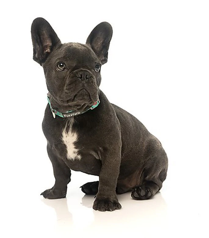 FuzzYard - Collier Summer Punch Pour Chien - L 5 FuzzYard - Collier Summer Punch Pour Chien - L – Image 3