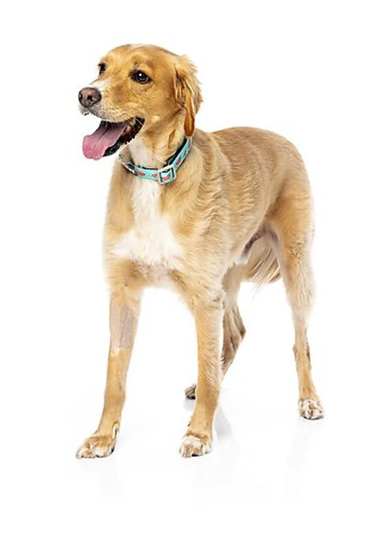 FuzzYard - Collier Summer Punch Pour Chien - L 7 FuzzYard - Collier Summer Punch Pour Chien - L – Image 5