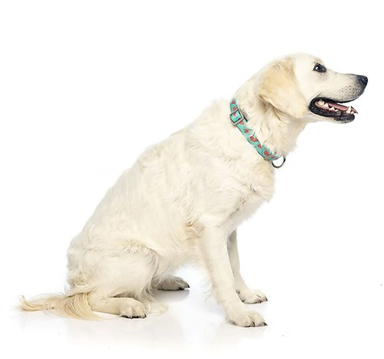 FuzzYard - Collier Summer Punch Pour Chien - L 8 FuzzYard - Collier Summer Punch Pour Chien - L – Image 6