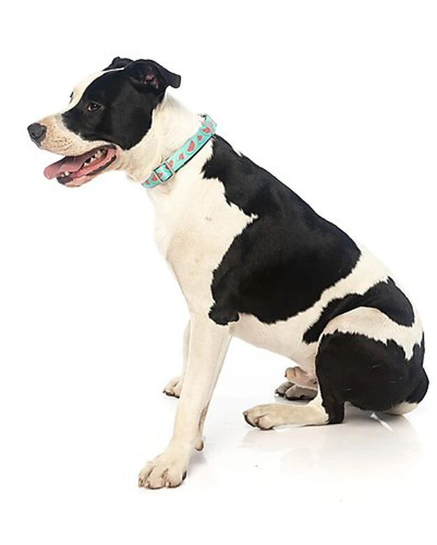 FuzzYard - Collier Summer Punch Pour Chien - L 6 FuzzYard - Collier Summer Punch Pour Chien - L – Image 4