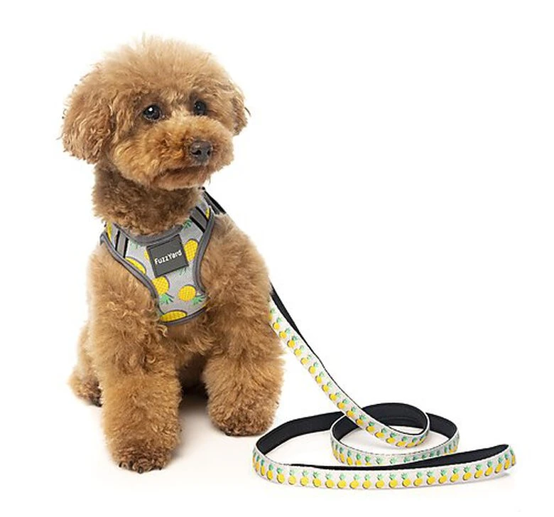 FuzzYard - Laisse Piña Colada Pour Chien - L 4 FuzzYard - Laisse Piña Colada Pour Chien - L – Image 2