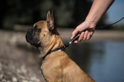 Goleygo - Laisse Plate Réglable Noir Pour Chien - S -Magasin De Fournitures Pour Chiens De Compagnie 47704