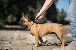 Goleygo - Laisse Plate Réglable Noir Pour Chien - S -Magasin De Fournitures Pour Chiens De Compagnie 47705