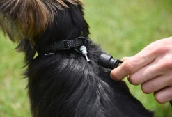 Goleygo - Laisse Plate Réglable Noir Pour Chien - S -Magasin De Fournitures Pour Chiens De Compagnie 47706