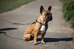 Goleygo - Laisse Plate Réglable Noir Pour Chien - M -Magasin De Fournitures Pour Chiens De Compagnie 47721