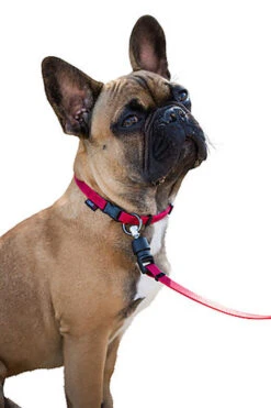 Goleygo - Laisse Plate Réglable Rouge Pour Chien - M -Magasin De Fournitures Pour Chiens De Compagnie 47722