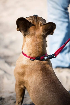 Goleygo - Laisse Plate Réglable Rouge Pour Chien - M -Magasin De Fournitures Pour Chiens De Compagnie 47727