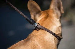 Goleygo - Laisse Ronde Réglable Marron Pour Chien - M -Magasin De Fournitures Pour Chiens De Compagnie 47750