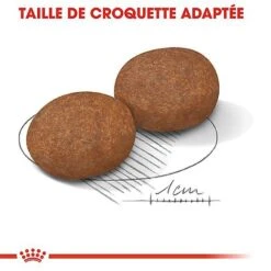 Royal Canin - Croquettes Medium Adulte 7+ Pour Chien -Magasin De Fournitures Pour Chiens De Compagnie 66800