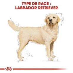 Royal Canin - Croquettes Labrador Pour Chien Adulte -Magasin De Fournitures Pour Chiens De Compagnie 67029