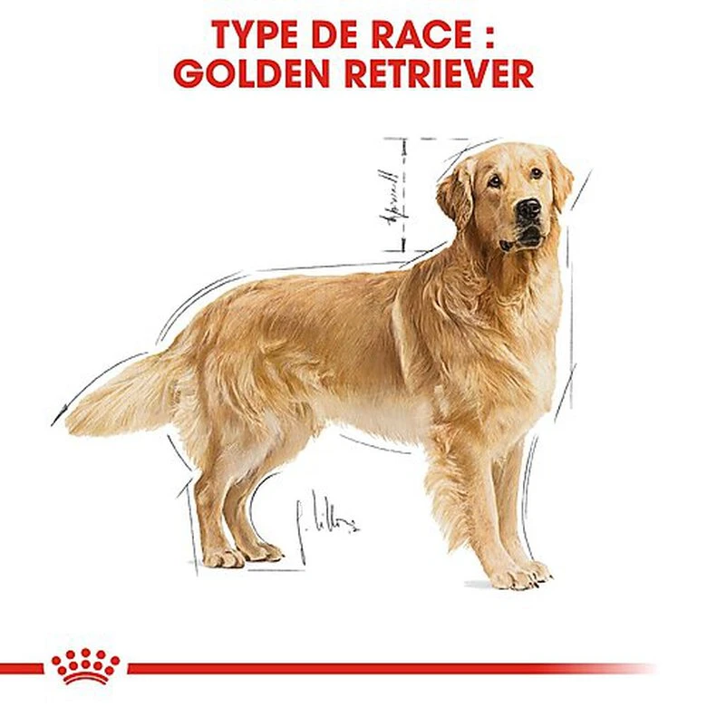 Royal Canin - Croquettes Golden Retriever Pour Chien Adulte 4 Royal Canin - Croquettes Golden Retriever Pour Chien Adulte – Image 2