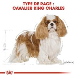 Royal Canin - Croquettes Cavalier King Charles Pour Chien Adulte -Magasin De Fournitures Pour Chiens De Compagnie 67592