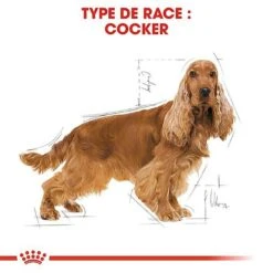 Royal Canin - Croquettes Cocker Pour Chien Adulte -Magasin De Fournitures Pour Chiens De Compagnie 67778