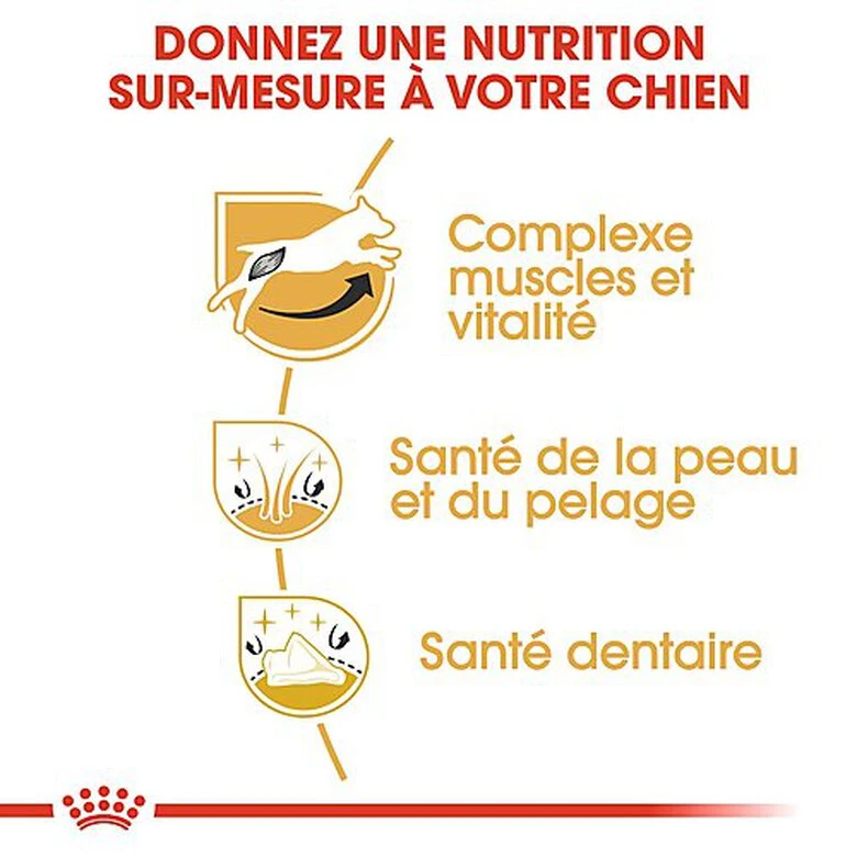 Royal Canin - Croquettes Jack Russel Terrier Pour Chien Adulte 9 Royal Canin - Croquettes Jack Russel Terrier Pour Chien Adulte – Image 7