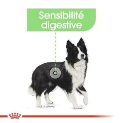 Royal Canin - Croquettes Digestive Care Pour Chien - 3Kg -Magasin De Fournitures Pour Chiens De Compagnie 68005
