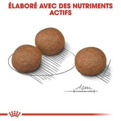 Royal Canin - Croquettes Digestive Care Pour Chien - 3Kg -Magasin De Fournitures Pour Chiens De Compagnie 68007