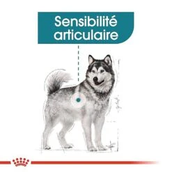 Royal Canin - Croquettes Maxi Joint Care Pour Chien - 10Kg -Magasin De Fournitures Pour Chiens De Compagnie 68091