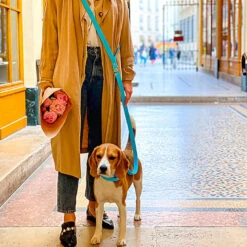 Pop Dog - Collier Dragueur Bleu Pour Chien - S -Magasin De Fournitures Pour Chiens De Compagnie 68963