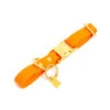 Pop Dog - Collier Pitchoune Orange Pour Chien - S -Magasin De Fournitures Pour Chiens De Compagnie 68985 1