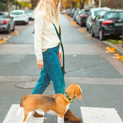 Pop Dog - Laisse Bandoulière Elégant Vert Pour Chien - XS/S -Magasin De Fournitures Pour Chiens De Compagnie 69002 1