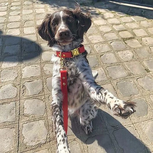 Pop Dog - Collier Diablotin Rouge Pour Chien - S 5 Pop Dog - Collier Diablotin Rouge Pour Chien - S – Image 3