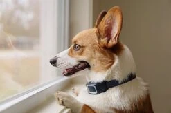 PetSafe - Collier Anti-Aboiement En Spray Pour Chien 9 PetSafe - Collier Anti-Aboiement En Spray Pour Chien -Magasin De Fournitures Pour Chiens De Compagnie 74197