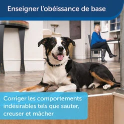 PetSafe - Système D'Aide à L'Education Pour Chiens - 300m -Magasin De Fournitures Pour Chiens De Compagnie 74275