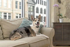 PetSafe Pet Safe - Collier Anti-Aboiement Lite PBC19-16448 Pour Chien -Magasin De Fournitures Pour Chiens De Compagnie 74313