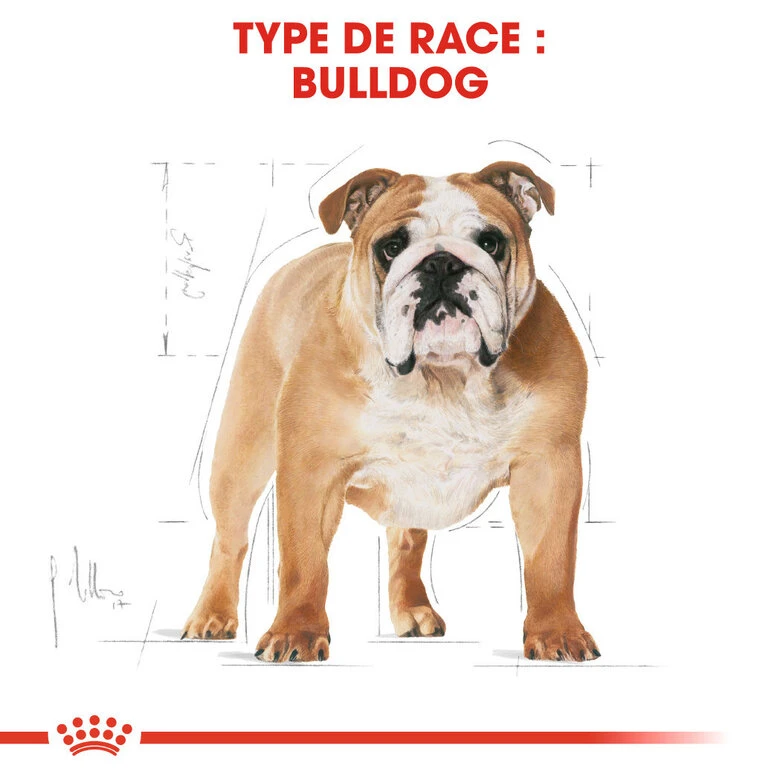 Royal Canin - Croquettes Bulldog Adult Pour Chiens - 3Kg 4 Royal Canin - Croquettes Bulldog Adult Pour Chiens - 3Kg – Image 2