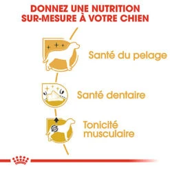 Royal Canin - Croquettes Poodle Adult Caniche Pour Chien - 1,5Kg -Magasin De Fournitures Pour Chiens De Compagnie 74392