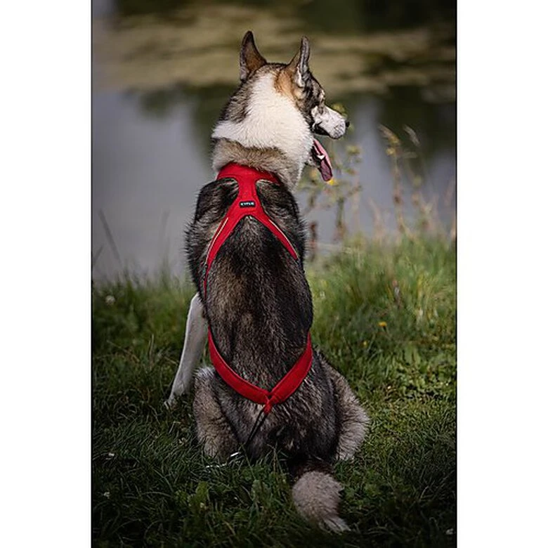 Kyflie - Harnais De Traction Ludus Rouge Pour Chien - T1 4 Kyflie - Harnais De Traction Ludus Rouge Pour Chien - T1 – Image 2